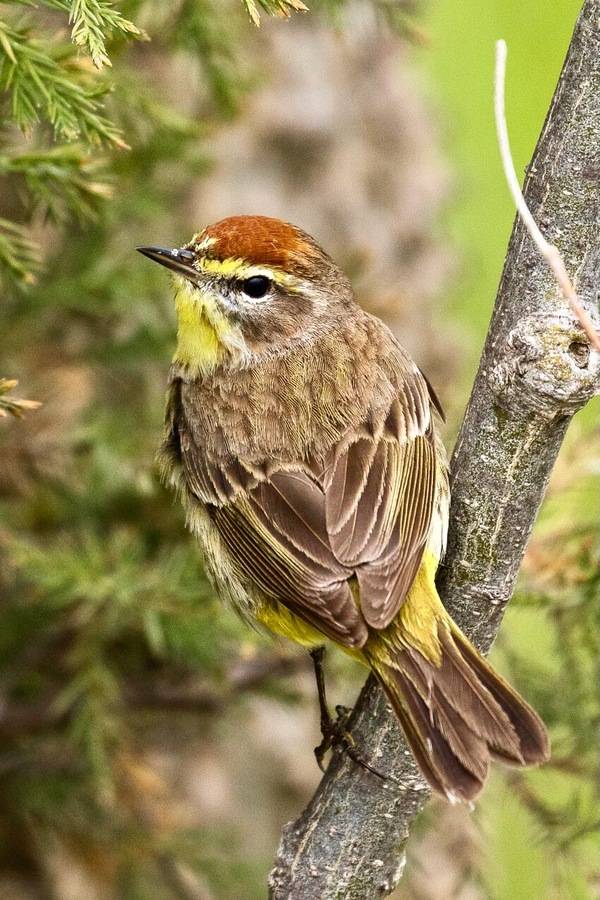 Palm Warbler - Point Pelee - Ontario 11052017-FJ0A5094 (39815442511) by Francesco Veronesi from Italy is licensed under CC BY-SA 2.0.